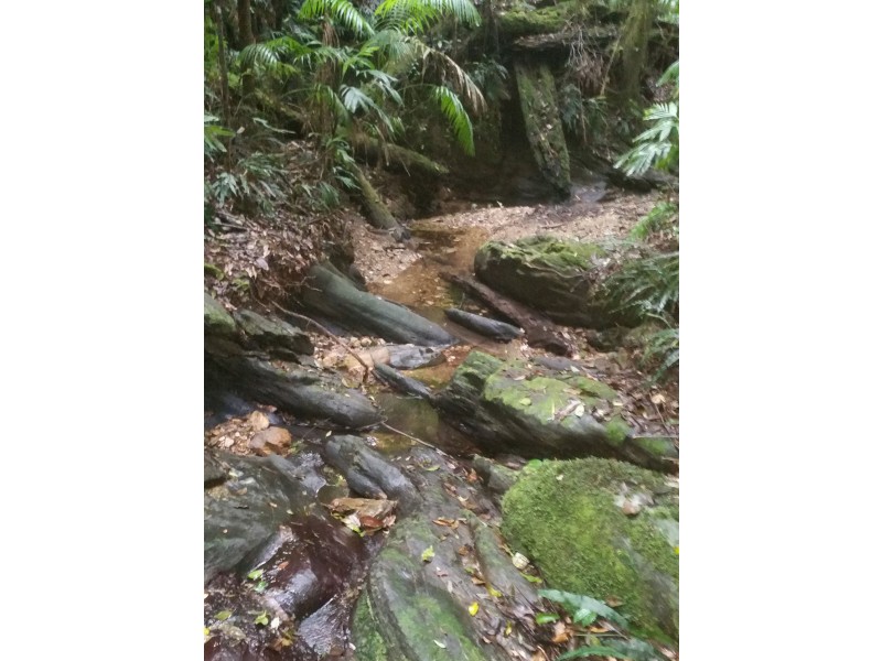 1411 Kalang Road, Bellingen NSW 2454