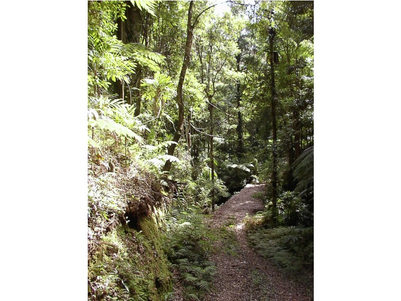 1411 Kalang Road, Bellingen NSW 2454