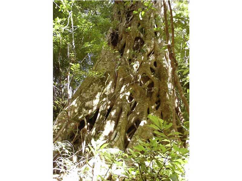 1411 Kalang Road, Bellingen NSW 2454