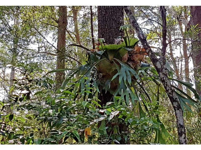 1411 Kalang Road, Bellingen NSW 2454