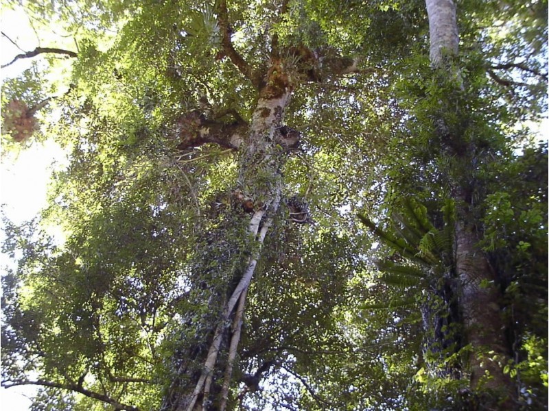 1411 Kalang Road, Bellingen NSW 2454