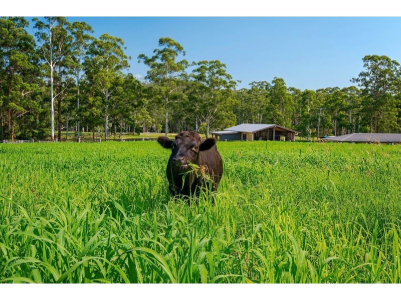 246 Ellems Quarry Road, Nana Glen NSW 2450