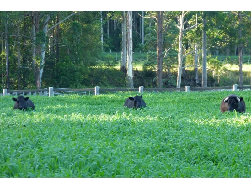 246 Ellems Quarry Road, Nana Glen NSW 2450