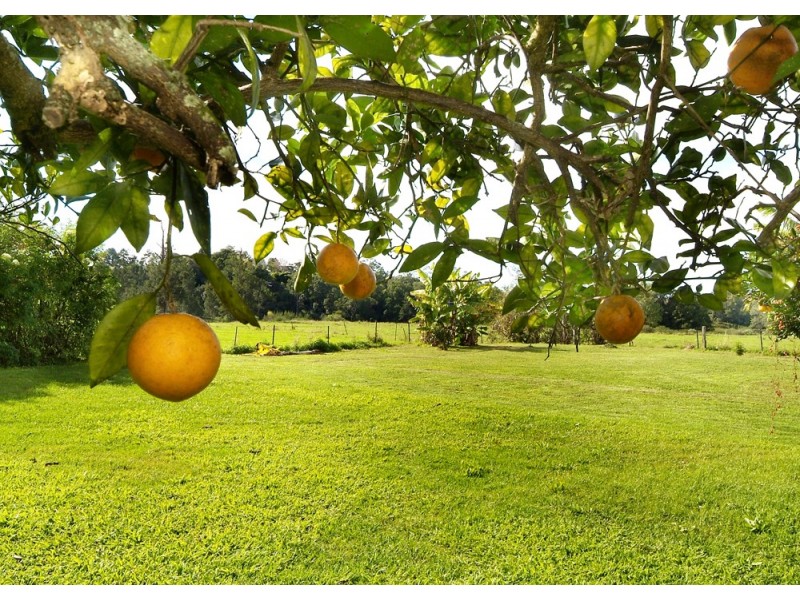 Bellingen NSW 2454