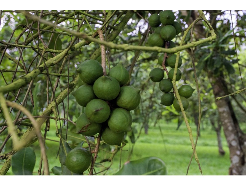 66 Jones Road, Eungai Rail NSW 2441