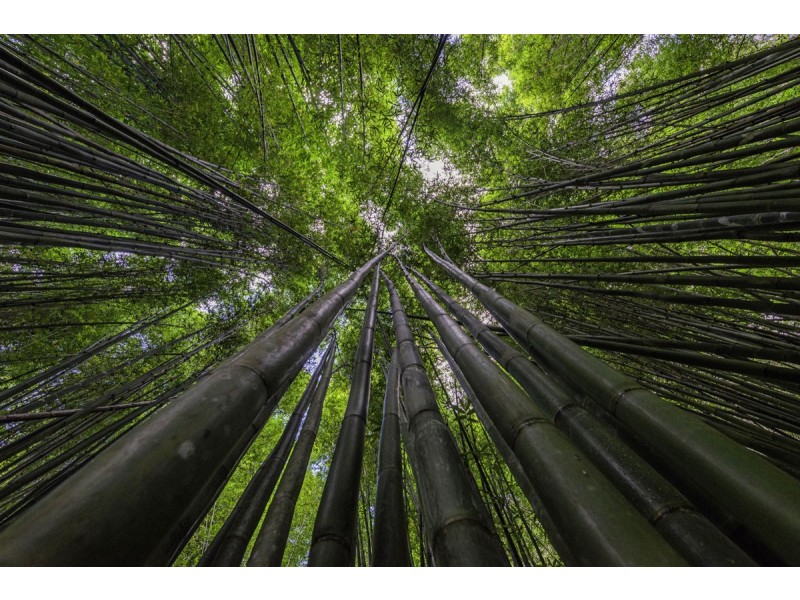 1824 Darkwood Road, Thora NSW 2454