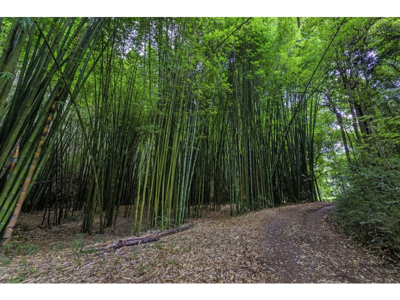 1824 Darkwood Road, Thora NSW 2454