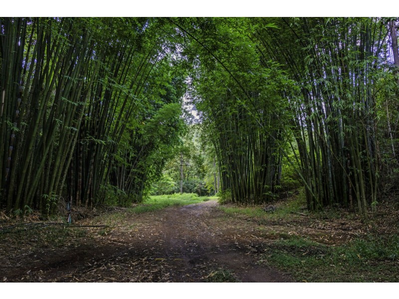 1824 Darkwood Road, Thora NSW 2454