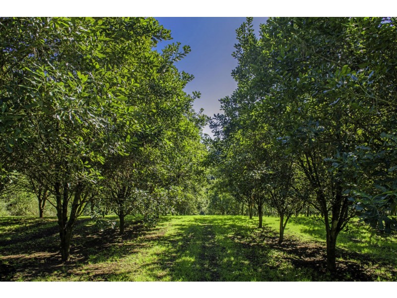 348 Rosewood Road, Warrell Creek NSW 2447