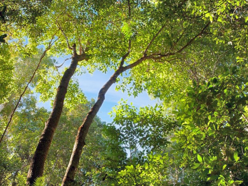 40 Frog Hollow Forest Road, Ulong NSW 2450