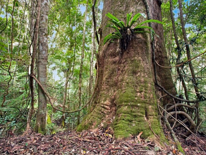 40 Frog Hollow Forest Road, Ulong NSW 2450