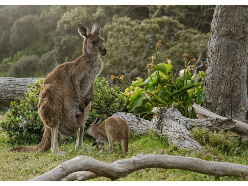 40 Frog Hollow Forest Road, Ulong NSW 2450