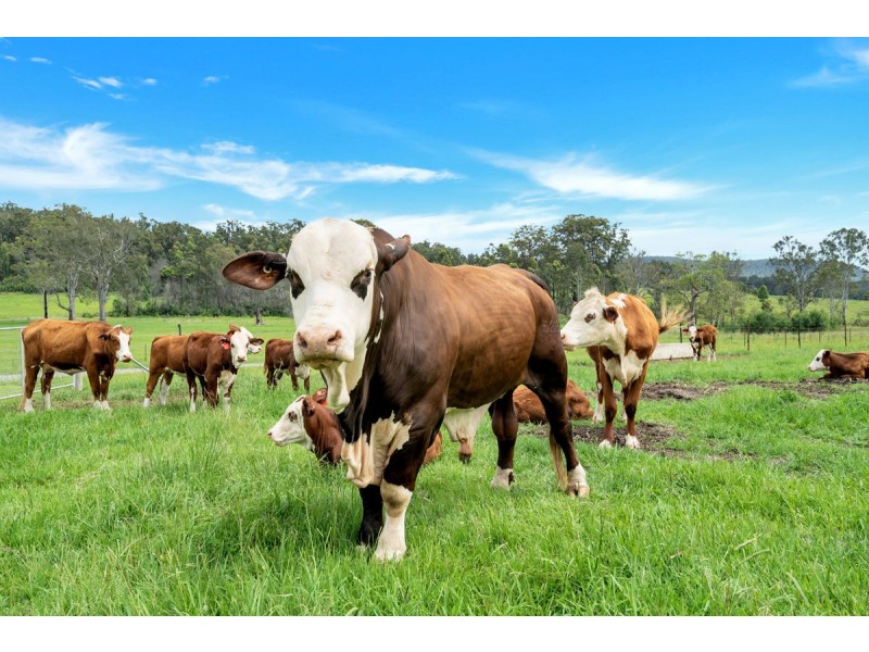 159 Lurcocks Road, Glenreagh NSW 2450