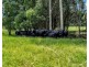 299 Elliots Road, Tamban NSW 2441
