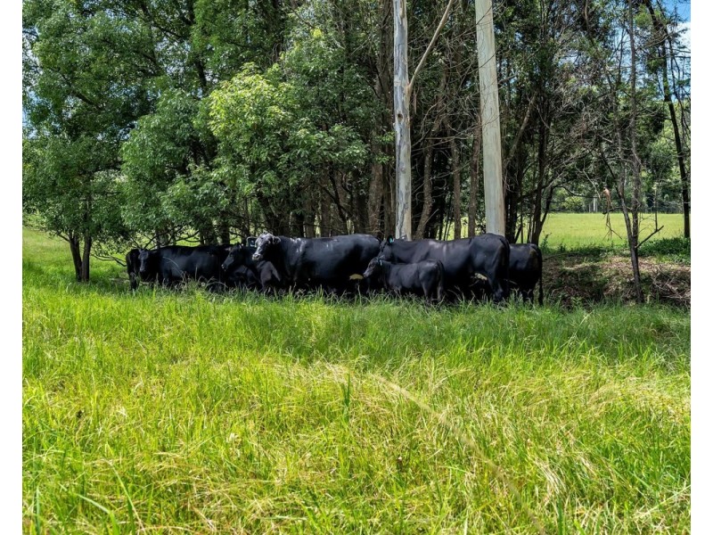 299 Elliots Road, Tamban NSW 2441