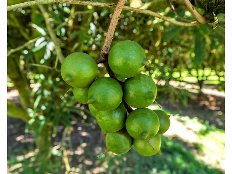 46 Blackbutt Lane, Valla NSW 2448