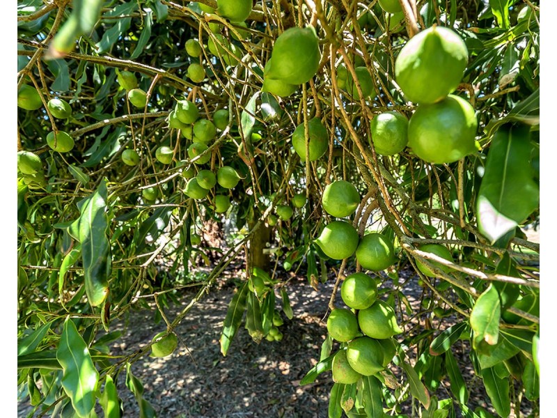 46 Blackbutt Lane, Valla NSW 2448