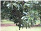 Blackbutt QLD 4306