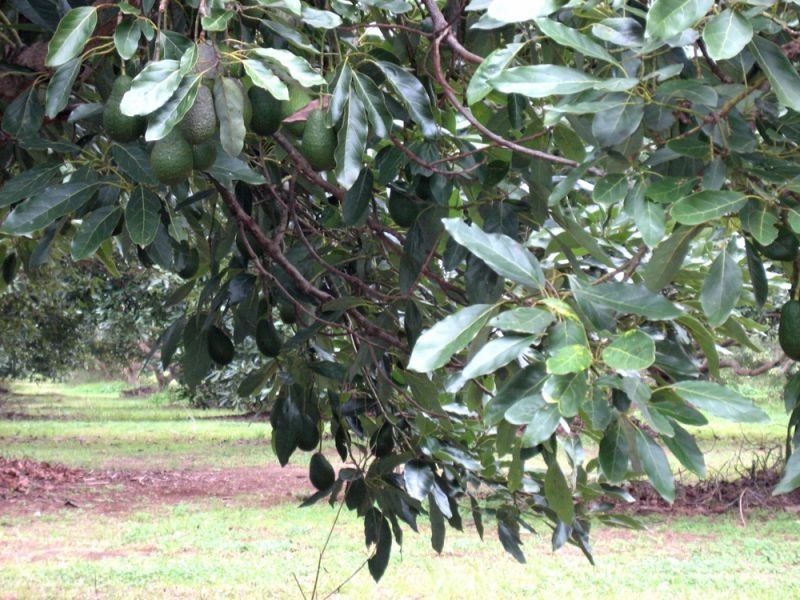 Blackbutt QLD 4306