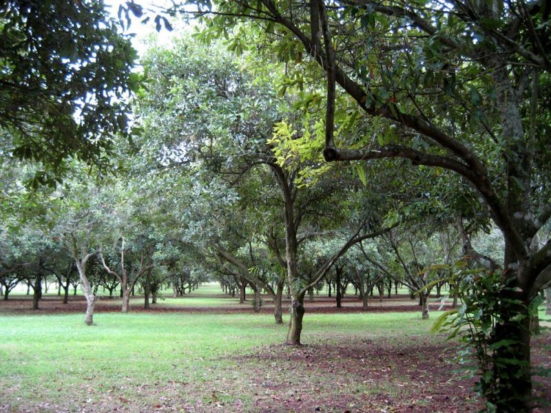 Blackbutt QLD 4306