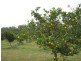 Blackbutt QLD 4306