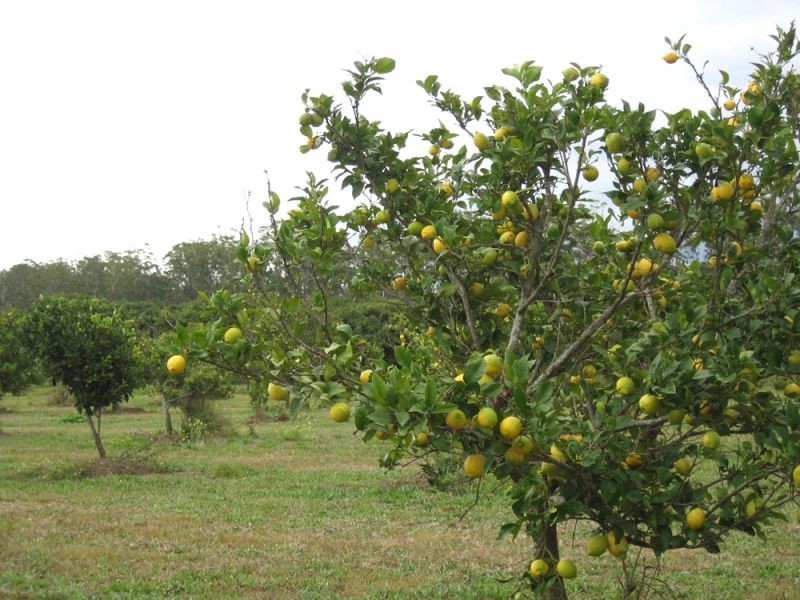 Blackbutt QLD 4306