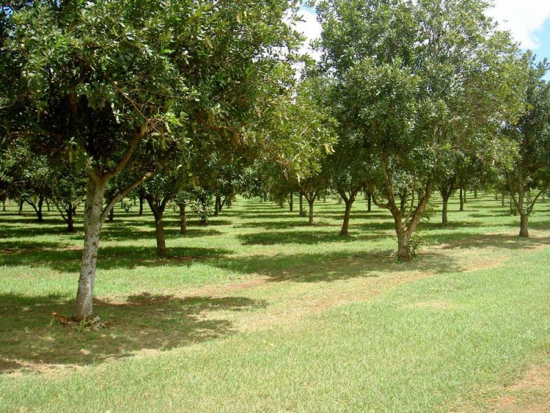Blackbutt QLD 4306