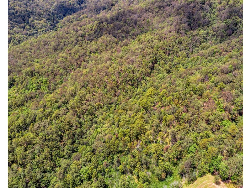 335 Upper Buckrabendinni Road, Buckra Bendinni NSW 2449