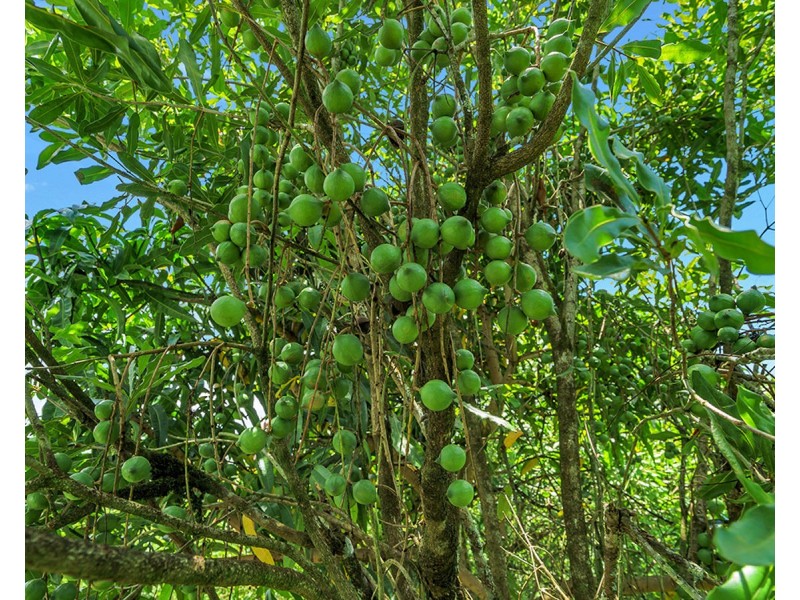 148 Tewinga Lane, Tewinga NSW 2449