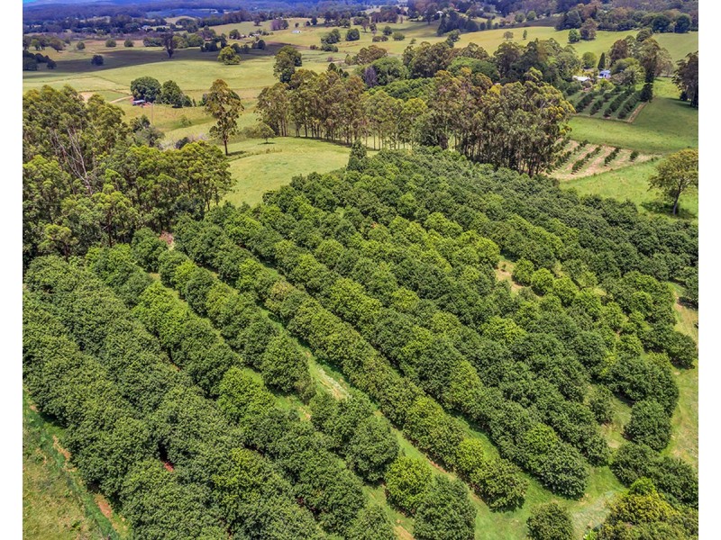 148 Tewinga Lane, Tewinga NSW 2449