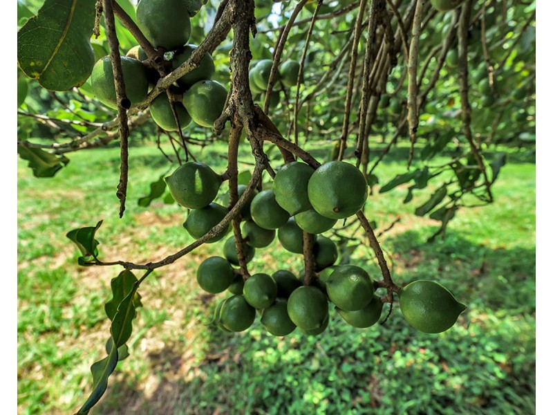 148 Tewinga Lane, Tewinga NSW 2449