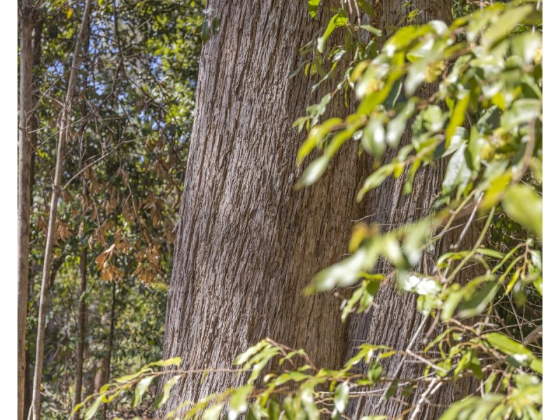 Lot 16 Lower Bobo Road, Ulong NSW 2450