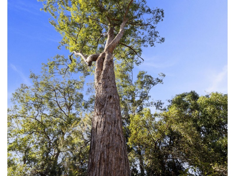 Lot 16 Lower Bobo Road, Ulong NSW 2450