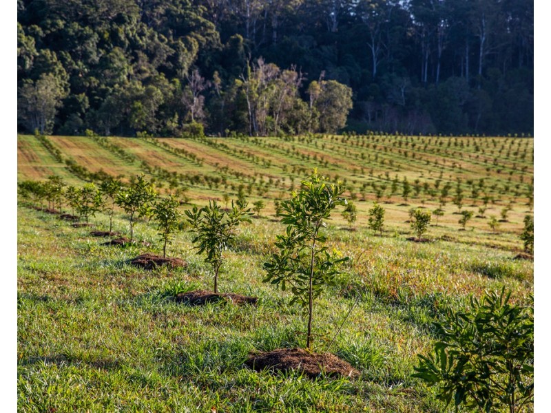 606 Valery Road, Valery NSW 2454