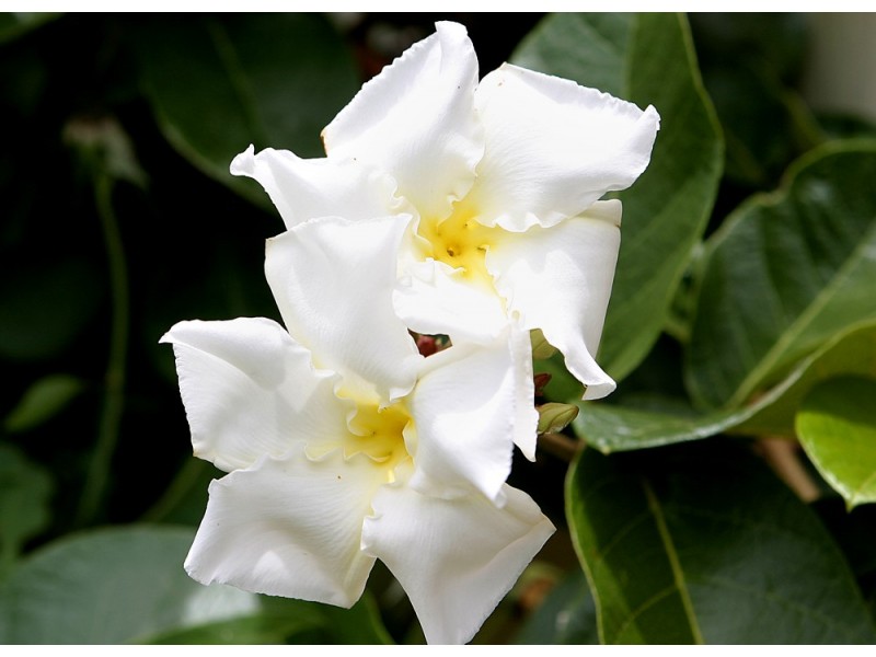 97 Mahers Road, Bellingen NSW 2454