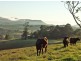 Dorrigo NSW 2453