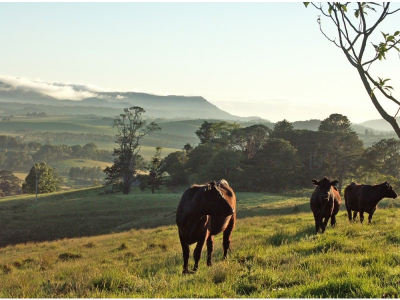 Dorrigo NSW 2453