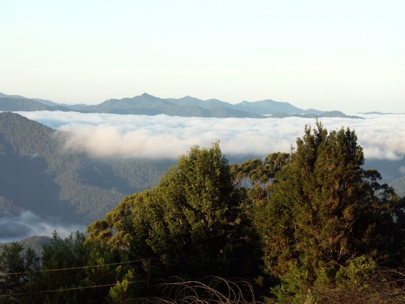 Dorrigo NSW 2453