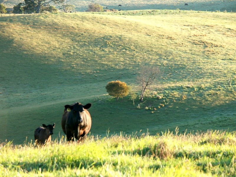 Dorrigo NSW 2453