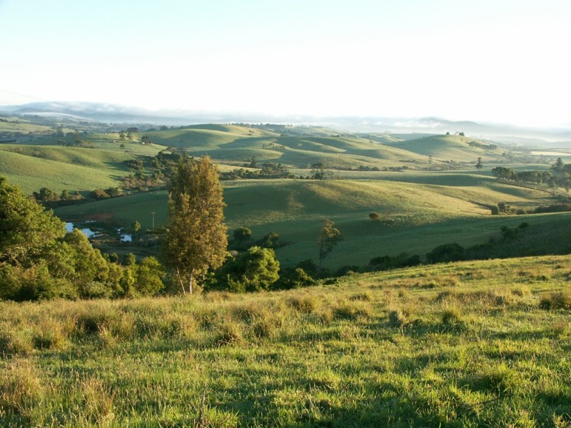 Dorrigo NSW 2453