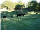 Dorrigo NSW 2453