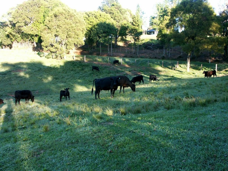 Dorrigo NSW 2453