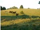 Dorrigo NSW 2453
