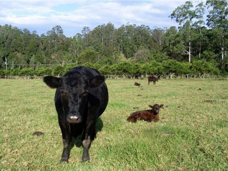 1898 Darkwood Road, Thora NSW 2454