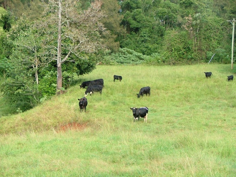 457 Summervilles Road, Bellingen NSW 2454