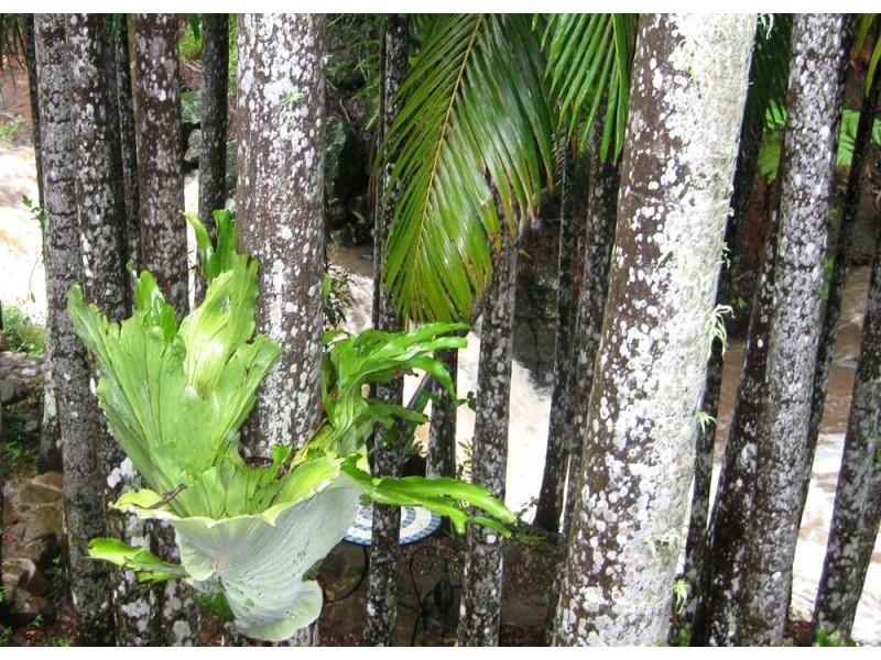 541 Friday Hut Road, Possum Creek NSW 2479