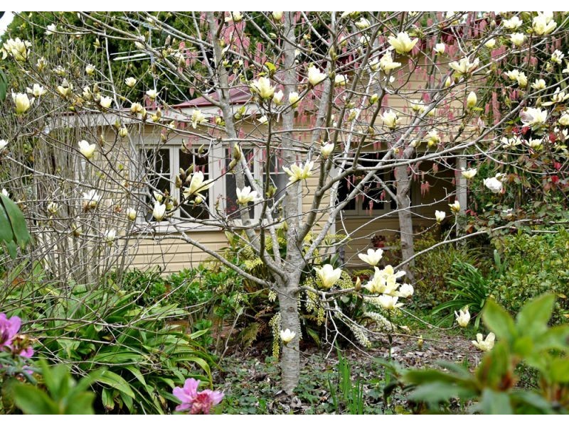 118 Mountain Top Road, Dorrigo NSW 2453