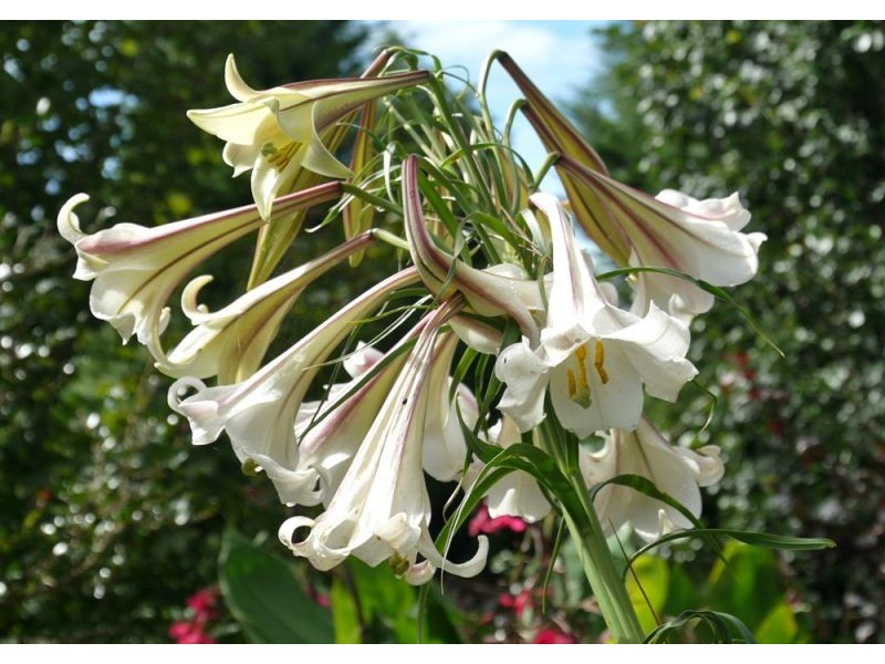 118 Mountain Top Road, Dorrigo NSW 2453