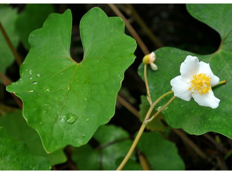 118 Mountain Top Road, Dorrigo NSW 2453