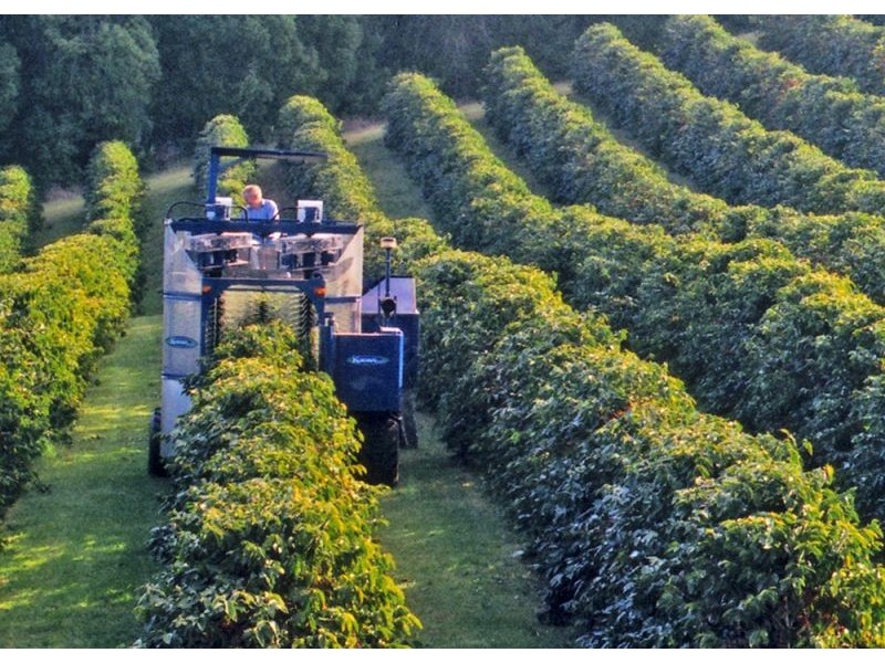 185 Cooks Lane, Dalwood NSW 2477